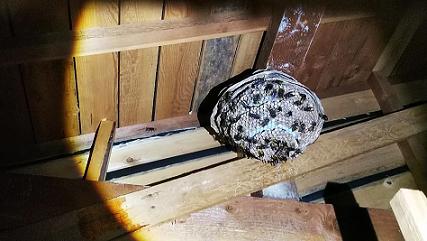滋賀県草津市で屋根裏に営巣したモンスズメバチの蜂の巣駆除 最安