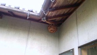滋賀県近江八幡市で２階屋根軒下に営巣したキイロスズメバチの蜂の巣駆除