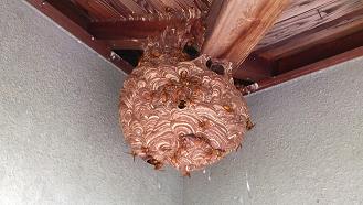 滋賀県近江八幡市で２階屋根軒下に営巣したキイロスズメバチの蜂の巣駆除