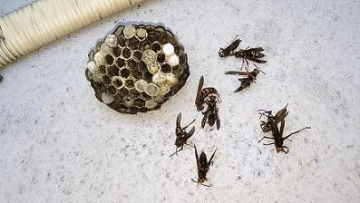 滋賀県野洲市で室外機の下に営巣したアシナガバチの蜂の巣駆除