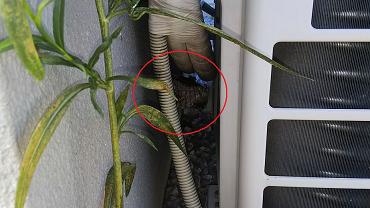 滋賀県野洲市で室外機の裏に営巣したアシナガバチの蜂の巣駆除
