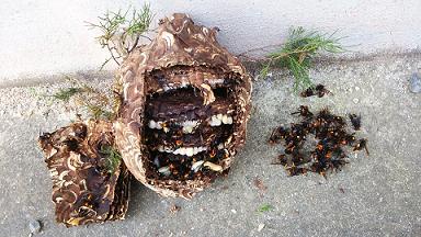 滋賀県野洲市で庭木に営巣したコガタスズメバチの蜂の巣駆除　安心