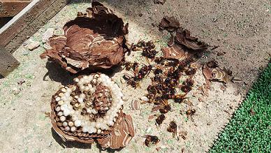 滋賀県野洲市で物置に営巣したコガタスズメバチの蜂の巣駆除