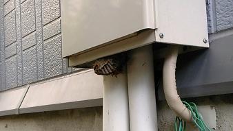滋賀県野洲市で屋外給湯器に営巣したアシナガバチの蜂の巣駆除
