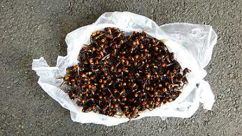 滋賀県高島市で事業所裏の土中に営巣したオオスズメバチの蜂の巣駆除