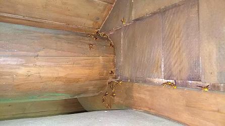滋賀県高島市で壁の中に営巣したキイロスズメバチの蜂の巣駆除