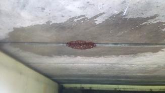 滋賀県高島市で橋梁の下に営巣したキイロスズメバチの蜂の巣駆除
