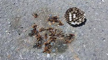 大阪府高槻市で車のエンジンルームに営巣したアシナガバチの蜂の巣駆除