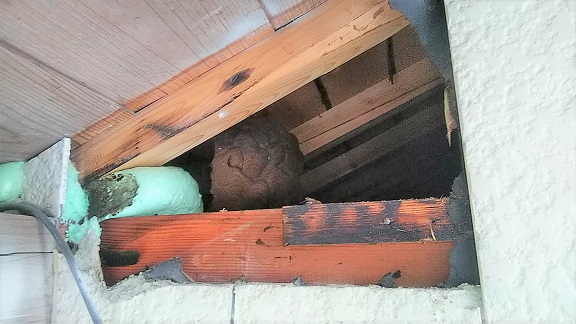 三重県亀山市で屋根裏に営巣したキイロスズメバチの蜂の巣駆除