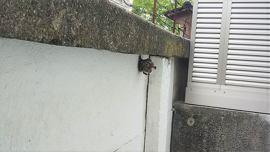 京都府京都市北区でブロック塀に営巣したアシナガバチの蜂の巣駆除