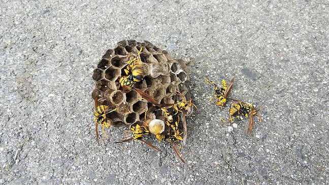 京都府乙訓郡大山崎町で２Fベランダ軒下に営巣したアシナガバチの蜂の巣駆除