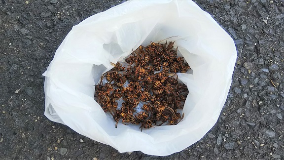 滋賀県大津市で２階屋根軒天内に営巣したキイロスズメバチの蜂の巣駆除