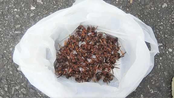 滋賀県大津市で２階屋根裏に営巣したキイロスズメバチの蜂の巣駆除