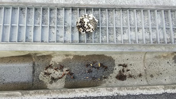 滋賀県大津市でU字溝グレーチング裏に営巣したアシナガバチの蜂の巣駆除