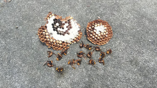 滋賀県大津市でブロック塀の下に営巣したオオスズメバチの蜂の巣駆除