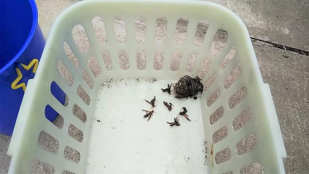 滋賀県大津市で倉庫内のかごに営巣したアシナガバチの蜂の巣駆除