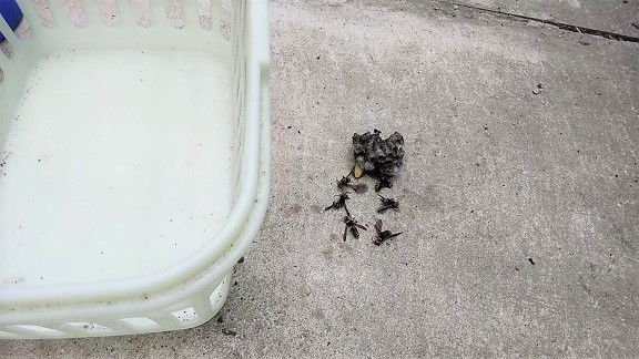 滋賀県大津市で倉庫内のかごに営巣したアシナガバチの蜂の巣駆除