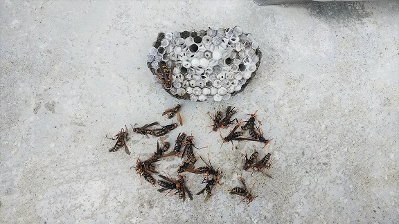 滋賀県大津市で屋外給湯器裏に営巣したアシナガバチの蜂の巣駆除