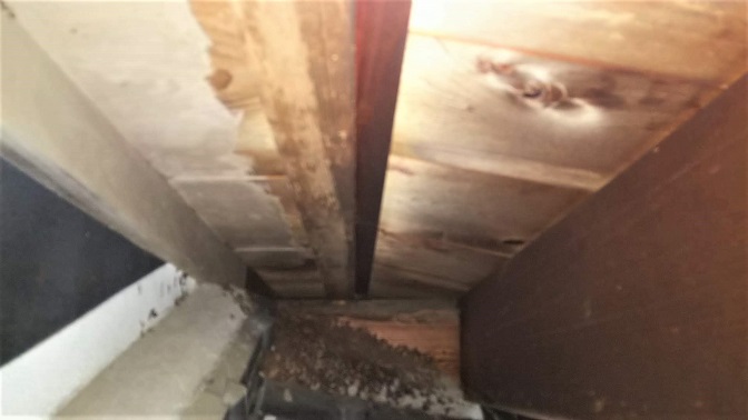 奈良県奈良市で玄関天井裏に営巣したキイロスズメバチの蜂の巣駆除