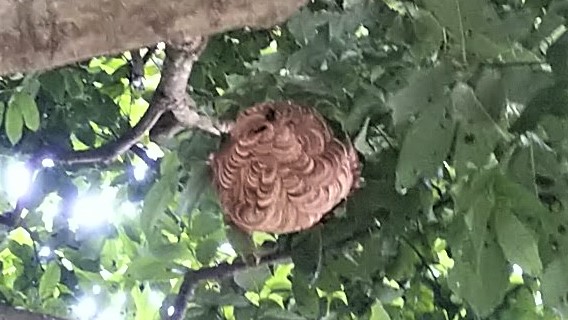 京都府宇治市で樹木に営巣したコガタスズメバチの蜂の巣駆除