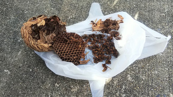 京都府宇治市でベランダ天井に営巣したキイロスズメバチの蜂の巣駆除