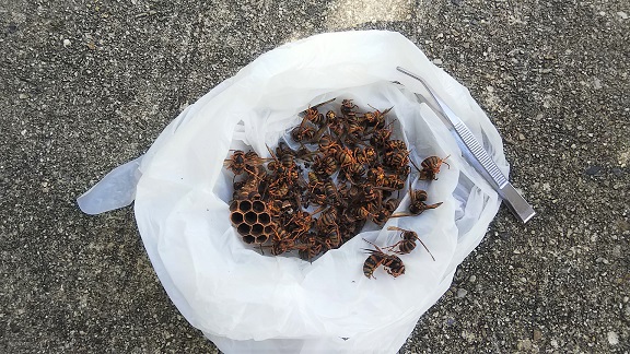 京都府宇治市で階段踊り場天井に営巣したキイロスズメバチの蜂の巣駆除
