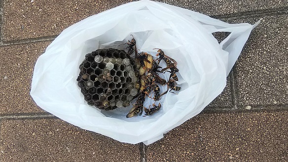 京都府宇治市で屋外洗濯場に営巣したアシナガバチの蜂の巣駆除