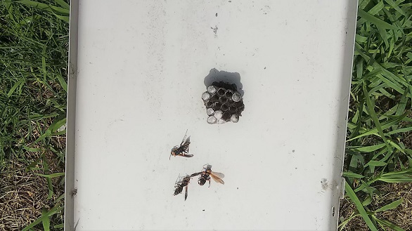 滋賀県守山市で室外機内に営巣したアシナガバチの蜂の巣駆除