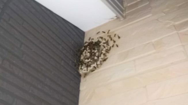 滋賀県守山市で外壁に営巣したアシナガバチの蜂の巣駆除