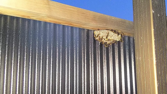 大阪府寝屋川市でベランダに営巣したアシナガバチの蜂の巣駆除