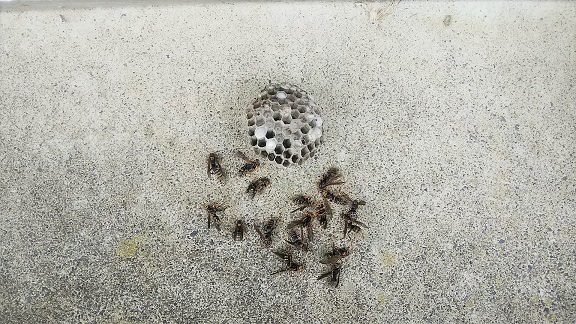 福井県小浜市でエアコン室外機内に営巣したアシナガバチの蜂の巣駆除