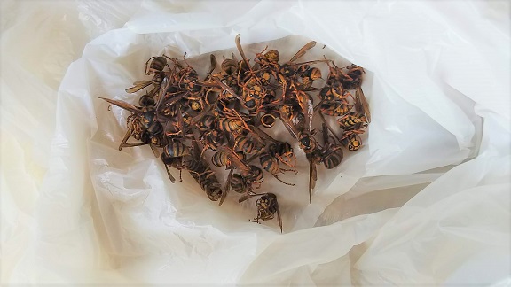 京都府京都市山科区で２階屋根裏に営巣したキイロスズメバチの蜂の巣駆除