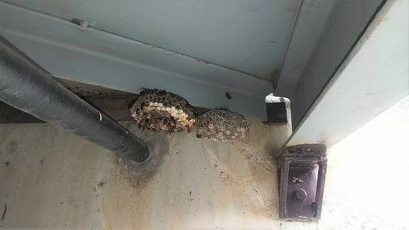 大阪府三島郡島本町で橋の下に営巣したアシナガバチ蜂の巣駆除