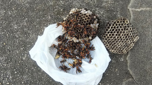 大阪府三島郡島本町で橋の下に営巣したアシナガバチ蜂の巣駆除