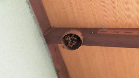 京都府京都市左京区で２Fベランダ軒下に営巣したキイロスズメバチの蜂の巣駆除