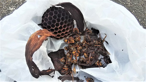 京都府京都市左京区で２Fベランダ軒下に営巣したキイロスズメバチの蜂の巣駆除