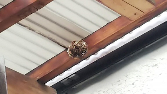 京都市左京区で倉庫の天井に営巣したアシナガバチの蜂の巣駆除