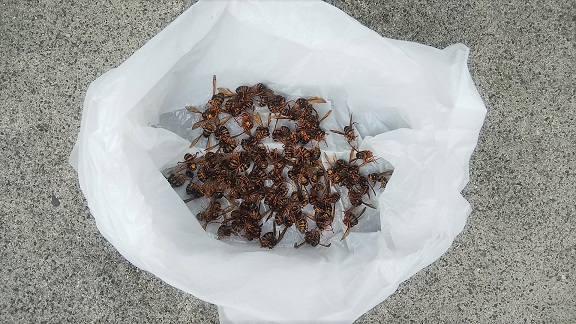 滋賀県彦根市で２F外壁内に営巣したキイロスズメバチの蜂の巣駆除