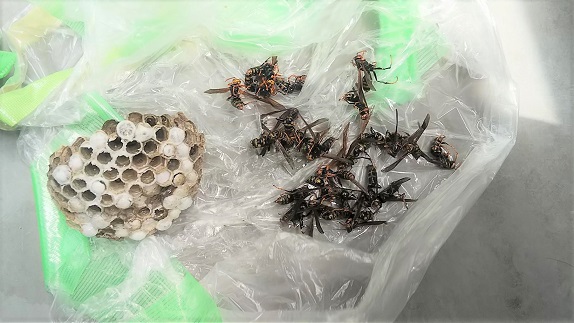 滋賀県彦根市で屋外給湯器内に営巣したアシナガバチの蜂の巣駆除