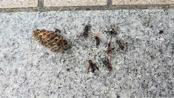 滋賀県愛知郡愛荘町で１階軒下に営巣したアシナガバチの蜂の巣駆除
