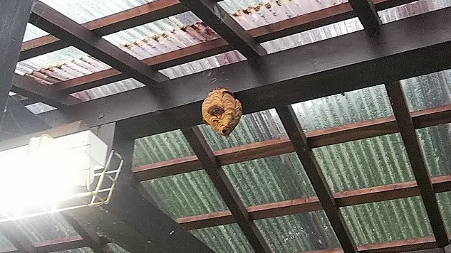 滋賀県蒲生郡日野町でキャンプ場内の屋外炊事小屋の天井に営巣したキイロスズメバチの蜂の巣駆除