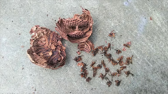滋賀県蒲生郡日野町でキャンプ場内の屋外炊事小屋の天井に営巣したキイロスズメバチの蜂の巣駆除