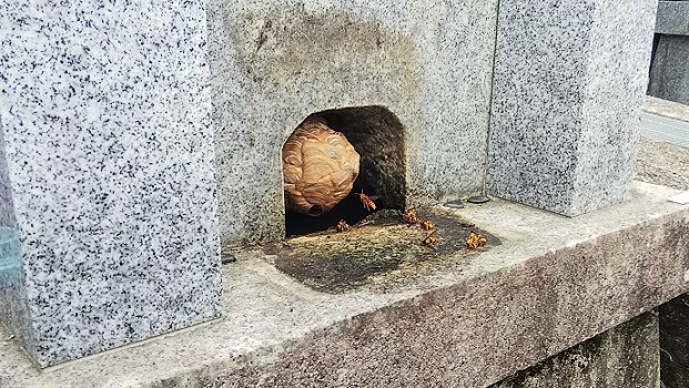 京都府京都市東山区で墓石内に営巣したキイロスズメバチの蜂の巣駆除