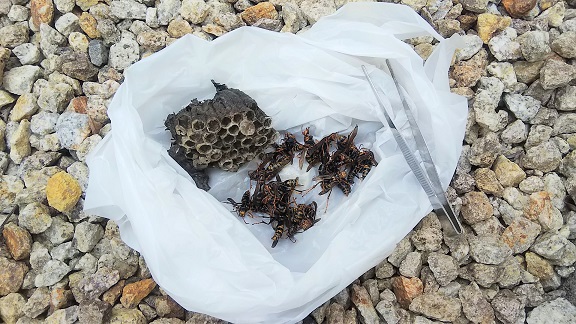 滋賀県東近江市でエアコン室外機裏に営巣したアシナガバチの蜂の巣駆除