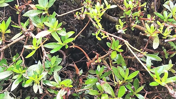 滋賀県東近江市で植込みに営巣したアシナガバチの蜂の巣駆除
