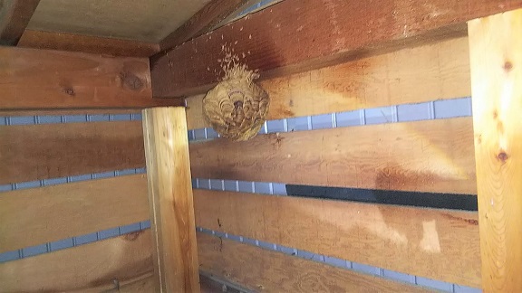 滋賀県東近江市で1階屋根裏に営巣したキイロスズメバチの蜂の巣駆除