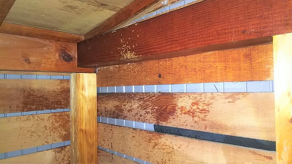 滋賀県東近江市で1階屋根裏に営巣したキイロスズメバチの蜂の巣駆除