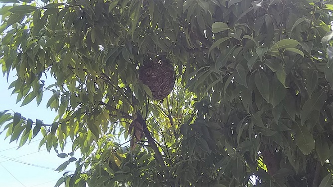 大阪府枚方市で庭木に営巣したコガタスズメバチの蜂の巣駆除