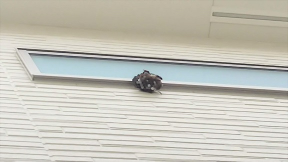 大阪府枚方市で２階窓下に営巣したアシナガバチの蜂の巣駆除