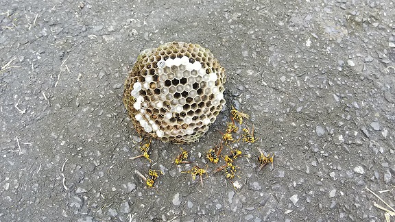 滋賀県栗東市で工場施設の敷地内植栽に営巣したアシナガバチの蜂の巣駆除
